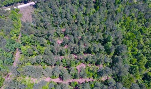Photo of UNDER CONTRACT!  26.7 Acres of Hunting and Timber Land For Sale in Jones County NC!