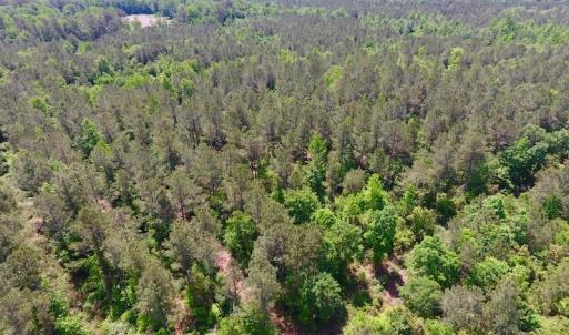 Photo of UNDER CONTRACT!  26.7 Acres of Hunting and Timber Land For Sale in Jones County NC!