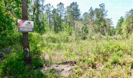 Photo of UNDER CONTRACT!  26.7 Acres of Hunting and Timber Land For Sale in Jones County NC!
