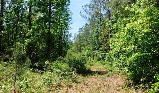 Photo of UNDER CONTRACT!  26.7 Acres of Hunting and Timber Land For Sale in Jones County NC!