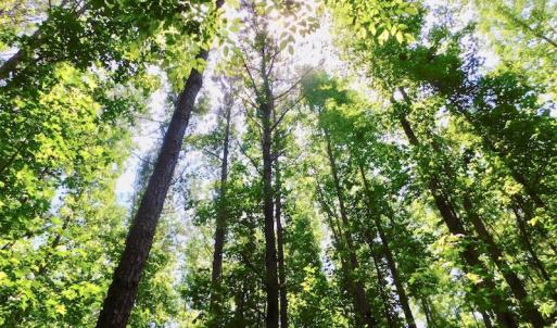 Photo of UNDER CONTRACT!  26.7 Acres of Hunting and Timber Land For Sale in Jones County NC!