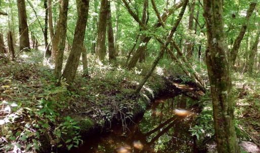 Photo of UNDER CONTRACT!  26.7 Acres of Hunting and Timber Land For Sale in Jones County NC!