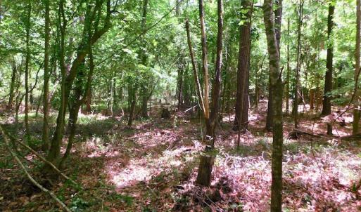 Photo of UNDER CONTRACT!  26.7 Acres of Hunting and Timber Land For Sale in Jones County NC!