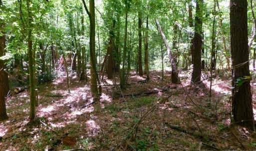 Photo of UNDER CONTRACT!  26.7 Acres of Hunting and Timber Land For Sale in Jones County NC!