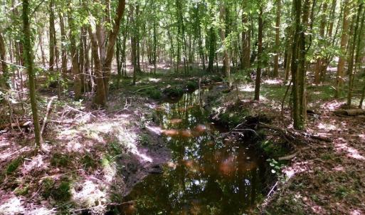 Photo of UNDER CONTRACT!  26.7 Acres of Hunting and Timber Land For Sale in Jones County NC!