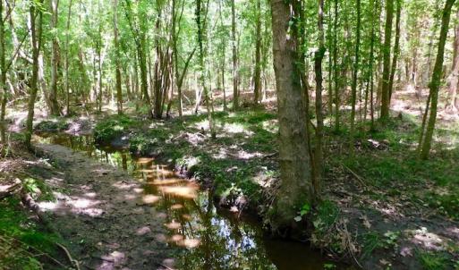 Photo of UNDER CONTRACT!  26.7 Acres of Hunting and Timber Land For Sale in Jones County NC!