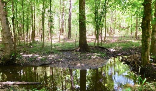 Photo of UNDER CONTRACT!  26.7 Acres of Hunting and Timber Land For Sale in Jones County NC!