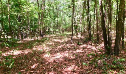 Photo of UNDER CONTRACT!  26.7 Acres of Hunting and Timber Land For Sale in Jones County NC!
