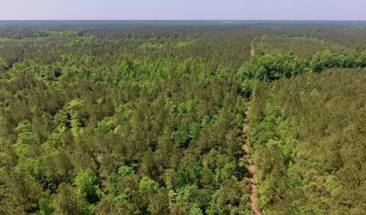 Photo of UNDER CONTRACT!  26.7 Acres of Hunting and Timber Land For Sale in Jones County NC!