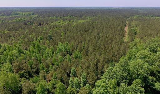 Photo of UNDER CONTRACT!  26.7 Acres of Hunting and Timber Land For Sale in Jones County NC!