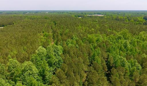 Photo of UNDER CONTRACT!  26.7 Acres of Hunting and Timber Land For Sale in Jones County NC!