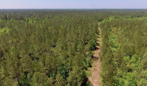 Photo of UNDER CONTRACT!  26.7 Acres of Hunting and Timber Land For Sale in Jones County NC!