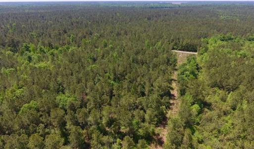 Photo of UNDER CONTRACT!  26.7 Acres of Hunting and Timber Land For Sale in Jones County NC!