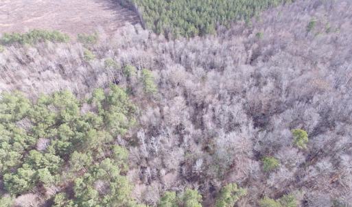 Photo of UNDER CONTRACT!  196 Acres of Hunting Land for Sale in Sussex County VA!