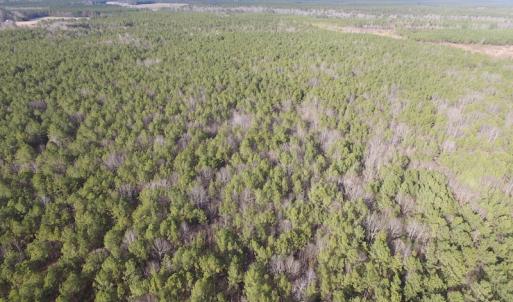 Photo of UNDER CONTRACT!  196 Acres of Hunting Land for Sale in Sussex County VA!