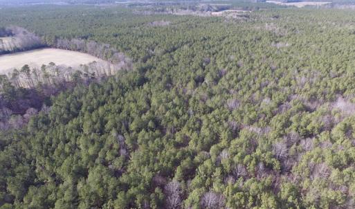 Photo of UNDER CONTRACT!  196 Acres of Hunting Land for Sale in Sussex County VA!