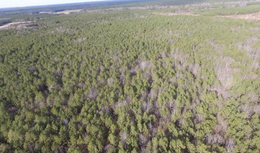 Photo of UNDER CONTRACT!  196 Acres of Hunting Land for Sale in Sussex County VA!