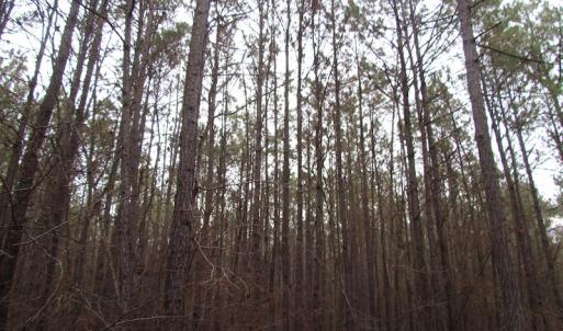 Photo of UNDER CONTRACT!  196 Acres of Hunting Land for Sale in Sussex County VA!