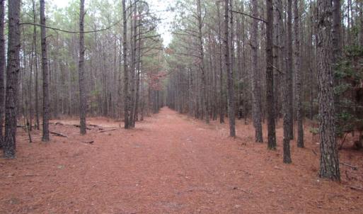 Photo of UNDER CONTRACT!  196 Acres of Hunting Land for Sale in Sussex County VA!