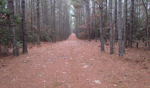 Photo of UNDER CONTRACT!  196 Acres of Hunting Land for Sale in Sussex County VA!