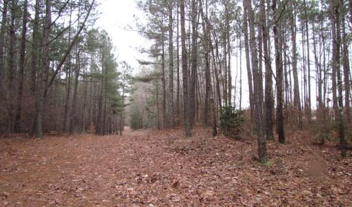 Photo of UNDER CONTRACT!  196 Acres of Hunting Land for Sale in Sussex County VA!