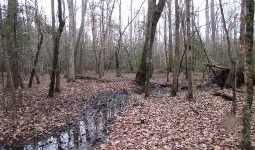 Photo of UNDER CONTRACT!  196 Acres of Hunting Land for Sale in Sussex County VA!