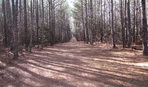 Photo of UNDER CONTRACT!  196 Acres of Hunting Land for Sale in Sussex County VA!
