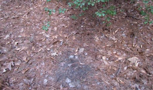 Photo of UNDER CONTRACT!  196 Acres of Hunting Land for Sale in Sussex County VA!