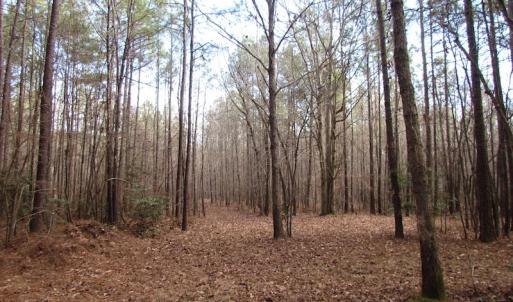 Photo of UNDER CONTRACT!  196 Acres of Hunting Land for Sale in Sussex County VA!