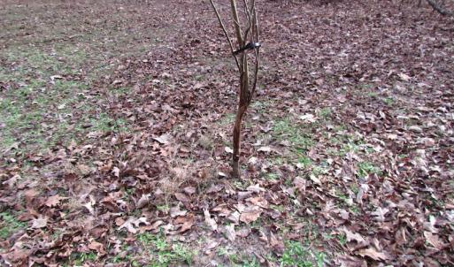 Photo of UNDER CONTRACT!  196 Acres of Hunting Land for Sale in Sussex County VA!