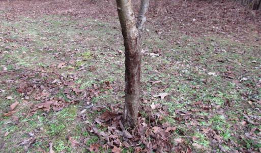 Photo of UNDER CONTRACT!  196 Acres of Hunting Land for Sale in Sussex County VA!