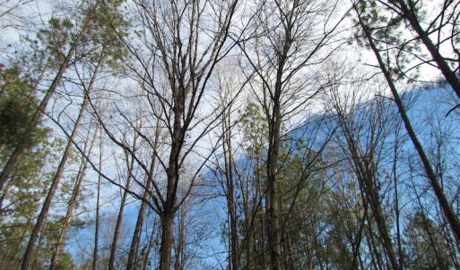 Photo of UNDER CONTRACT!  196 Acres of Hunting Land for Sale in Sussex County VA!