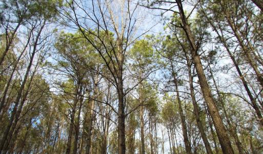 Photo of UNDER CONTRACT!  196 Acres of Hunting Land for Sale in Sussex County VA!
