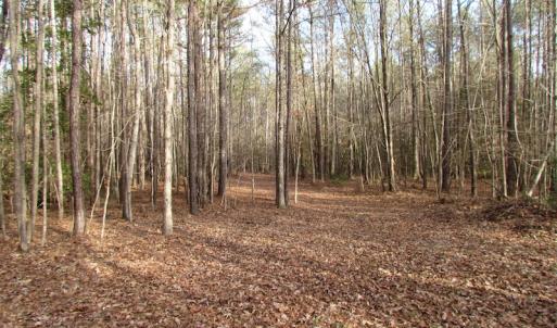Photo of UNDER CONTRACT!  196 Acres of Hunting Land for Sale in Sussex County VA!