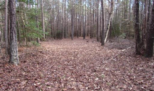 Photo of UNDER CONTRACT!  196 Acres of Hunting Land for Sale in Sussex County VA!