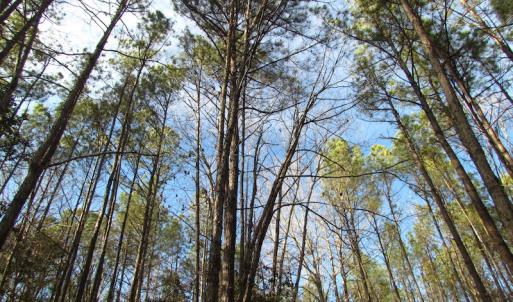 Photo of UNDER CONTRACT!  196 Acres of Hunting Land for Sale in Sussex County VA!