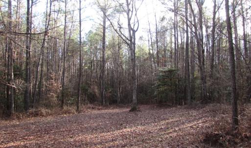 Photo of UNDER CONTRACT!  196 Acres of Hunting Land for Sale in Sussex County VA!