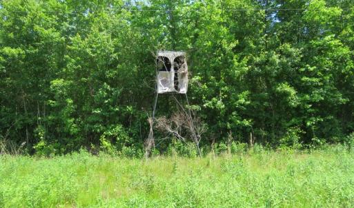 Photo of UNDER CONTRACT!  26 Acres of Farm and Timber Land with Home Site For Sale in Bladen County NC!