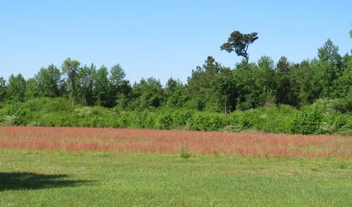 Photo of UNDER CONTRACT!  190 Acres of Residential Farm and Timber Land for Sale in Columbus County NC!