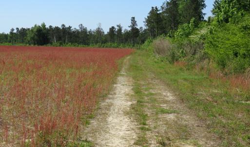 Photo of UNDER CONTRACT!  190 Acres of Residential Farm and Timber Land for Sale in Columbus County NC!