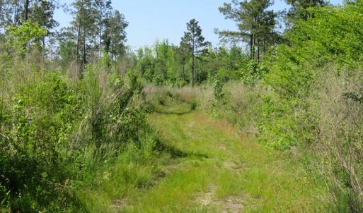 Photo of UNDER CONTRACT!  190 Acres of Residential Farm and Timber Land for Sale in Columbus County NC!