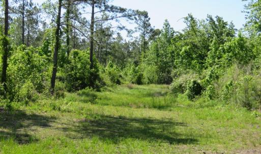 Photo of UNDER CONTRACT!  190 Acres of Residential Farm and Timber Land for Sale in Columbus County NC!
