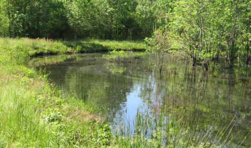 Photo of UNDER CONTRACT!  190 Acres of Residential Farm and Timber Land for Sale in Columbus County NC!