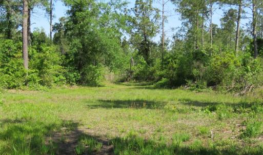 Photo of UNDER CONTRACT!  190 Acres of Residential Farm and Timber Land for Sale in Columbus County NC!
