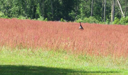 Photo of UNDER CONTRACT!  190 Acres of Residential Farm and Timber Land for Sale in Columbus County NC!