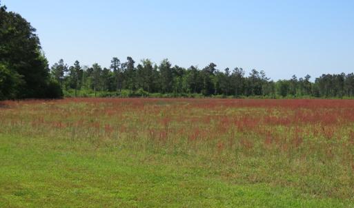 Photo of UNDER CONTRACT!  190 Acres of Residential Farm and Timber Land for Sale in Columbus County NC!