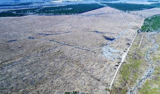 Photo of UNDER CONTRACT!  219 Acres of Timber Land For Sale In Halifax County NC!