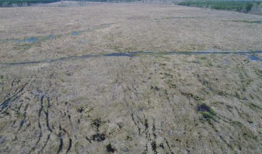 Photo of UNDER CONTRACT!  219 Acres of Timber Land For Sale In Halifax County NC!