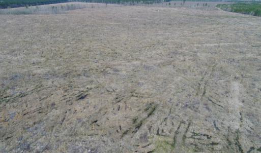 Photo of UNDER CONTRACT!  219 Acres of Timber Land For Sale In Halifax County NC!