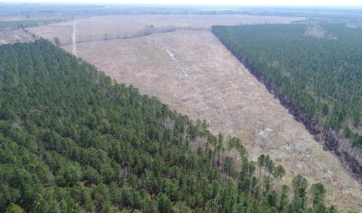 Photo of UNDER CONTRACT!  219 Acres of Timber Land For Sale In Halifax County NC!